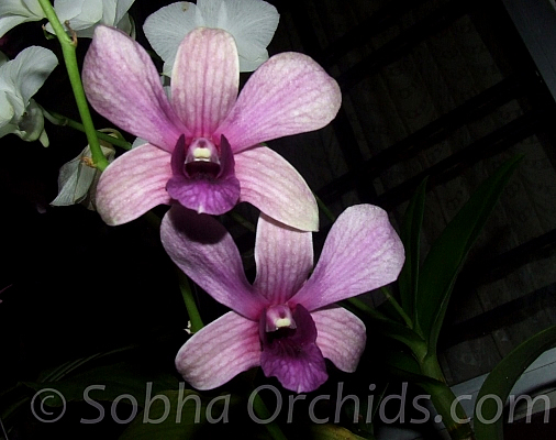 dendrobium blue stripe